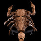 Scorpion Grasp