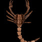 Scorpion Grasp